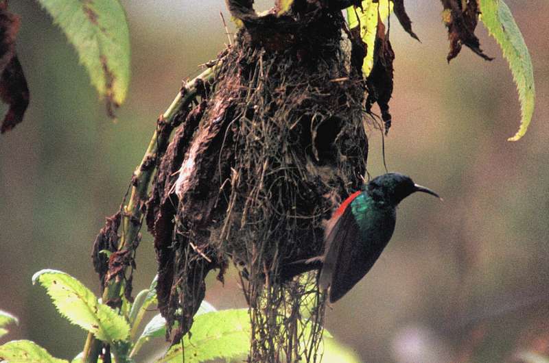Harnessing big data reveals birds' coexisting tactics