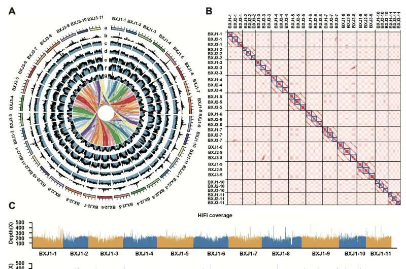 The first telomere-to-telomere haplotype-resolved reference genome of triploid banana